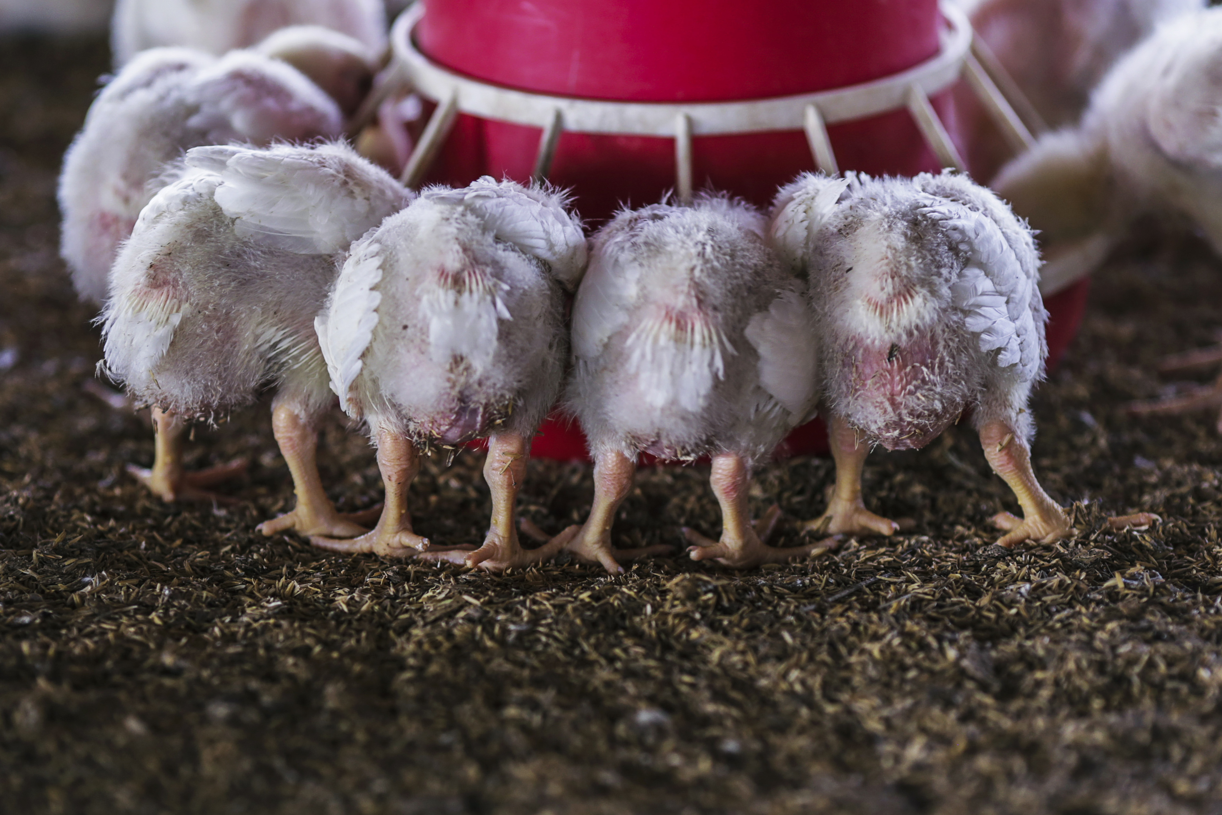 Godrej Agrovet IPO: Here&rsquo;s All You Need To Know